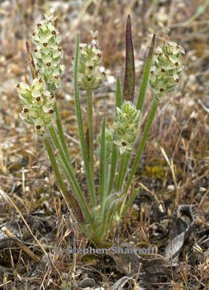 plantago erecta 2 graphic